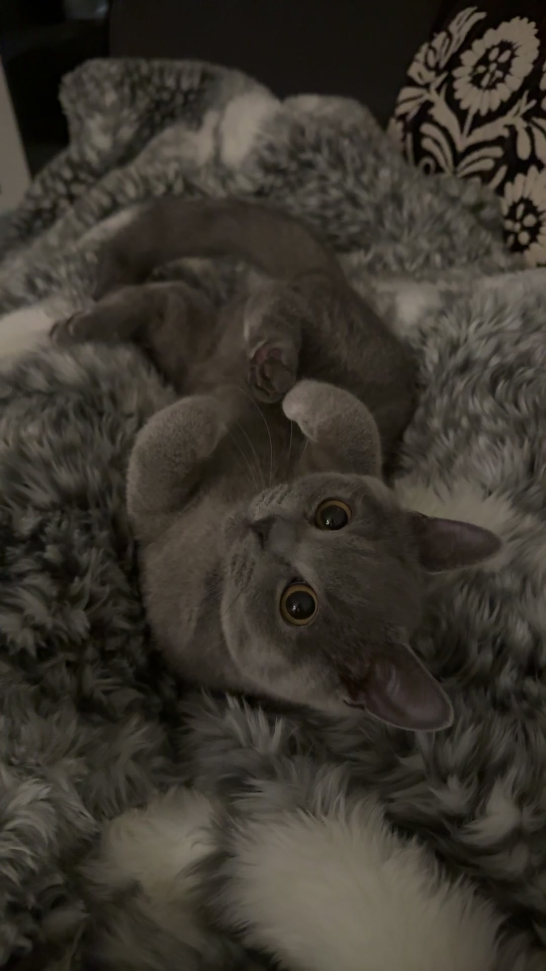 @GooseTheShortHair