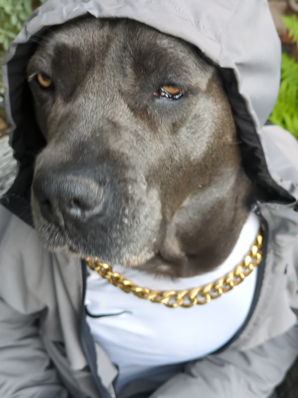 @mist_the_canecorso