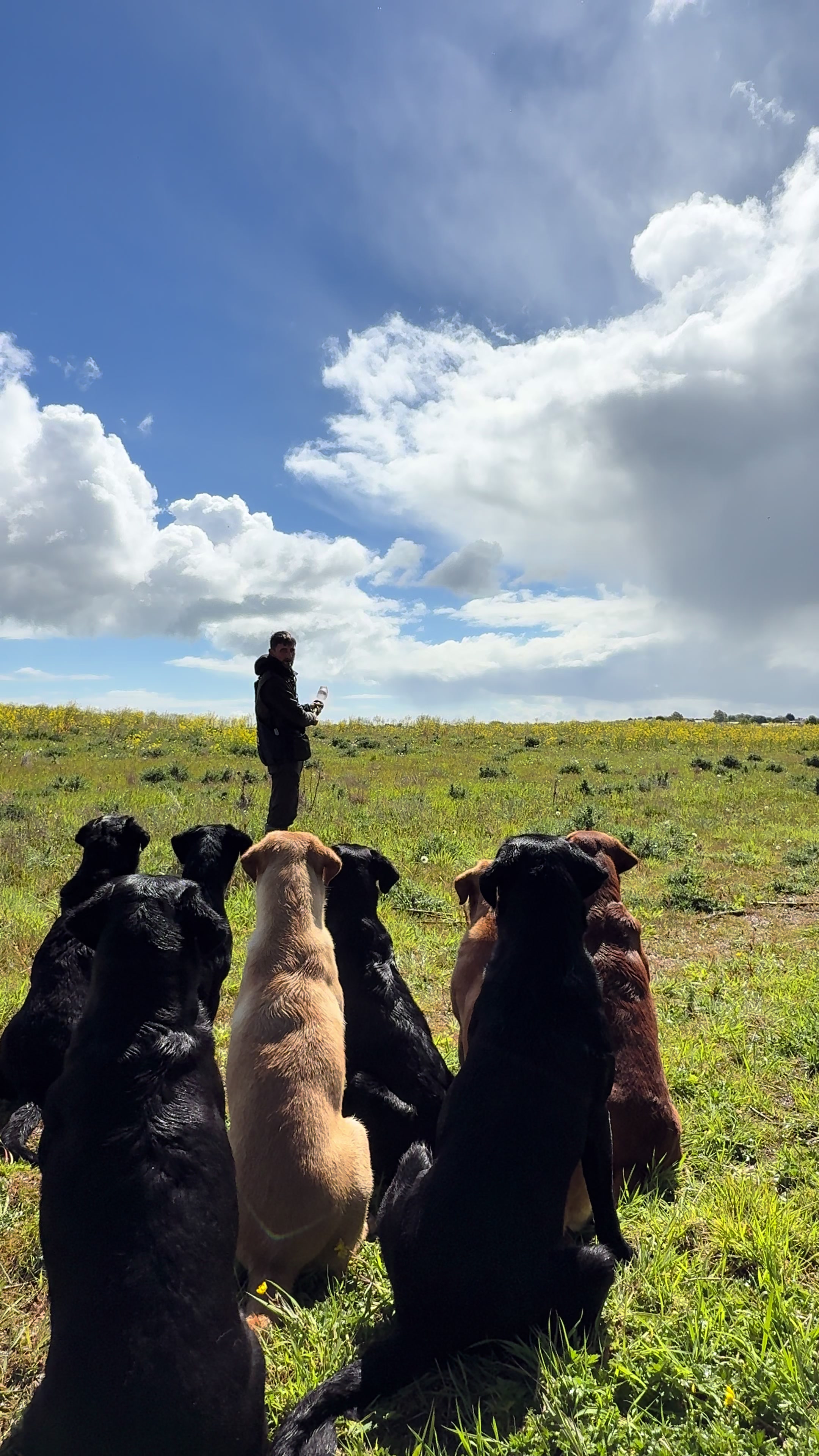 @slingleygundogs