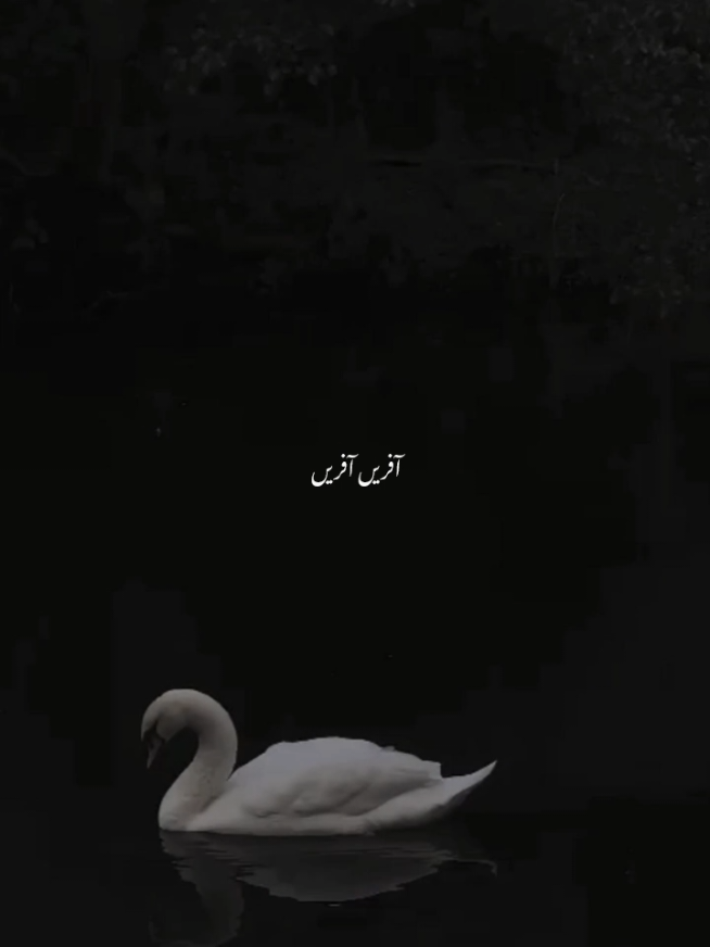 @ف🦋