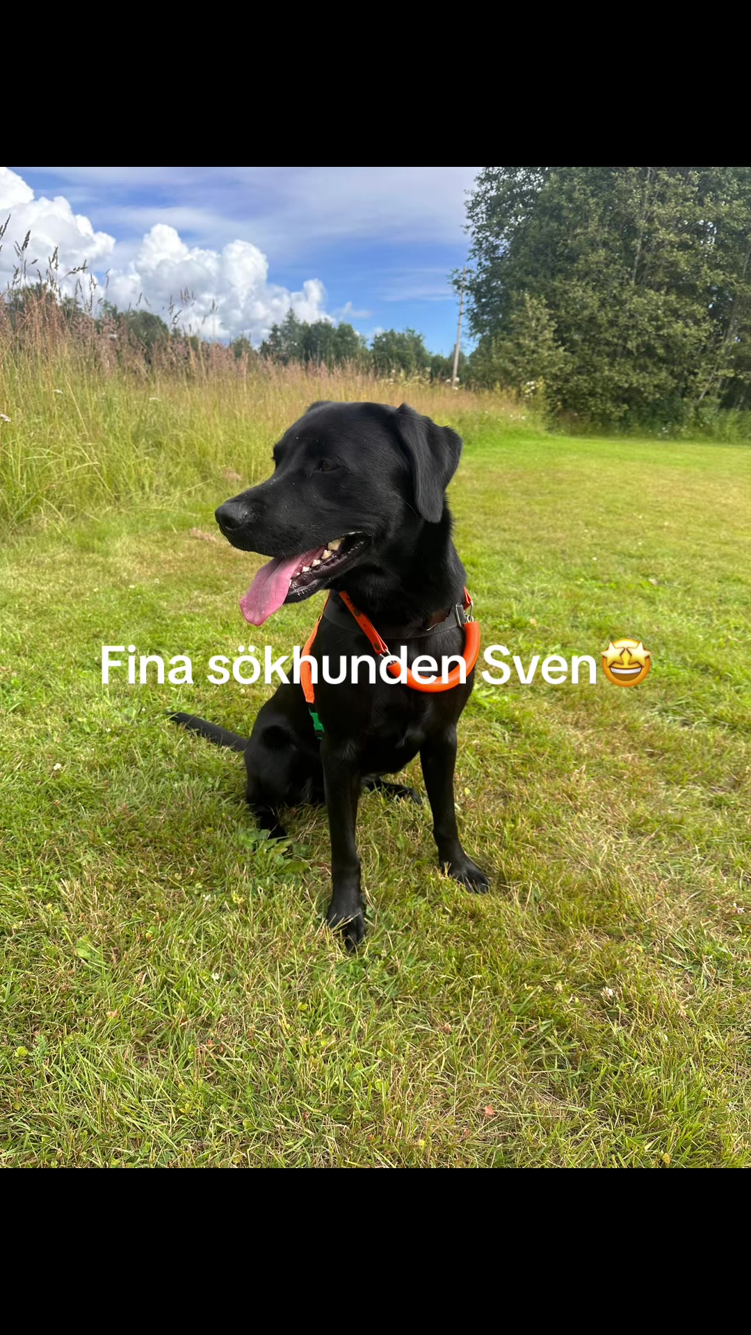 @dutch_lab_stories