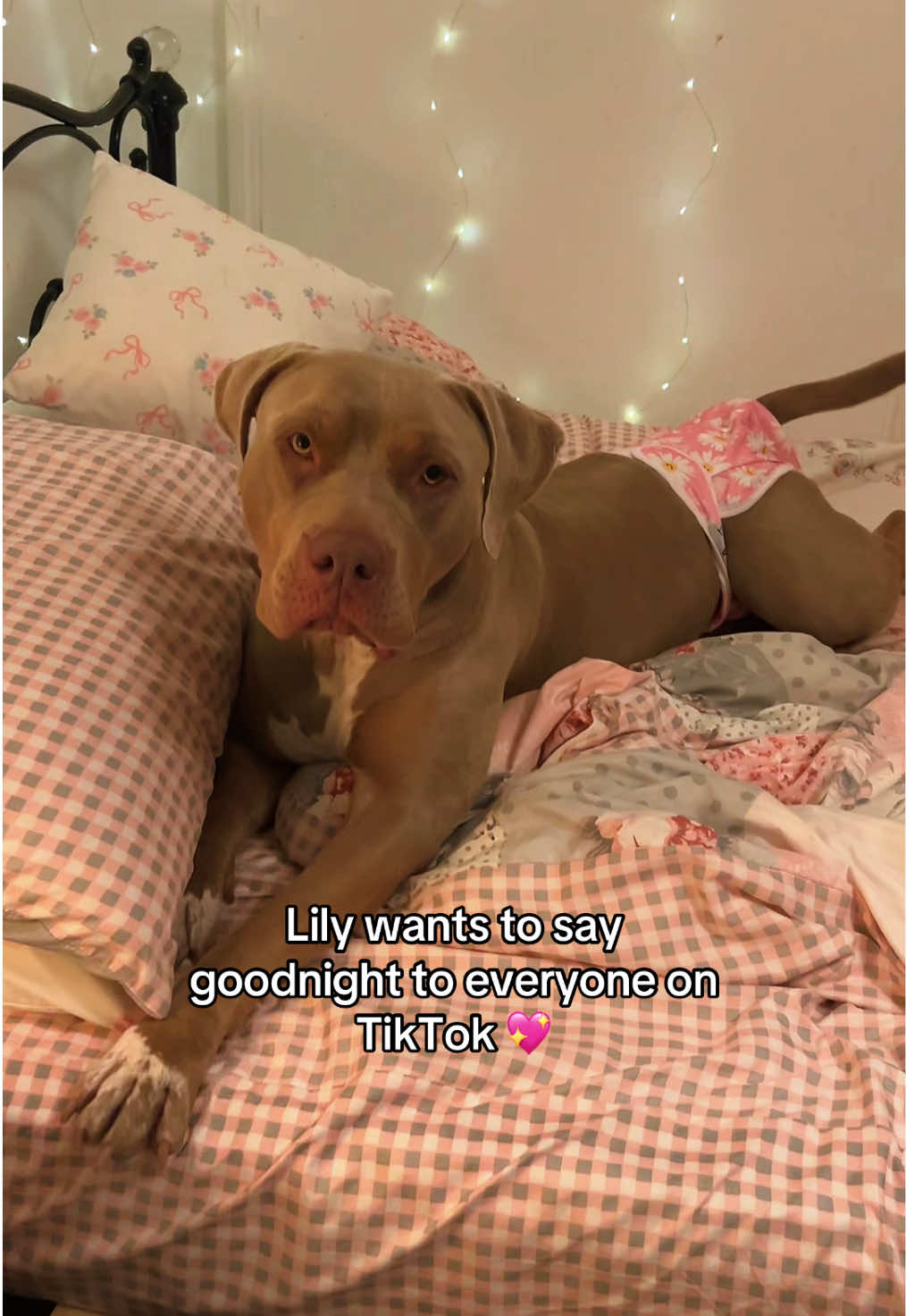@Mr T & Lily 💖