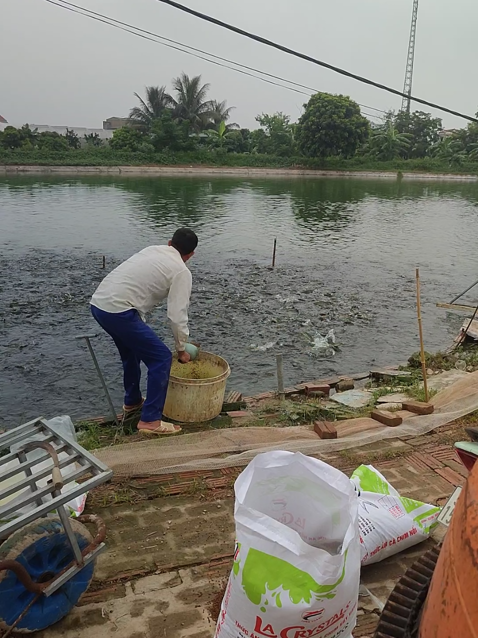 @C&aacute; Chuối Hoa