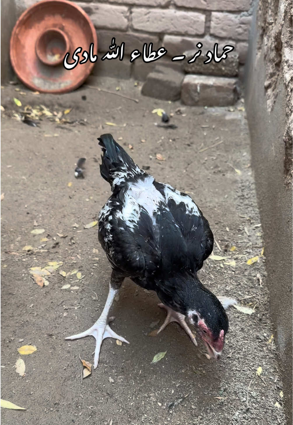 @Poultry Markaz