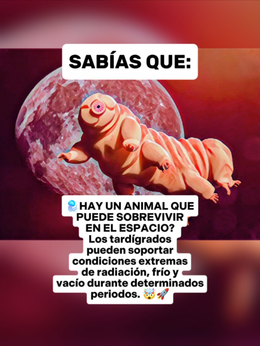 @CLUB DE ANIMALES