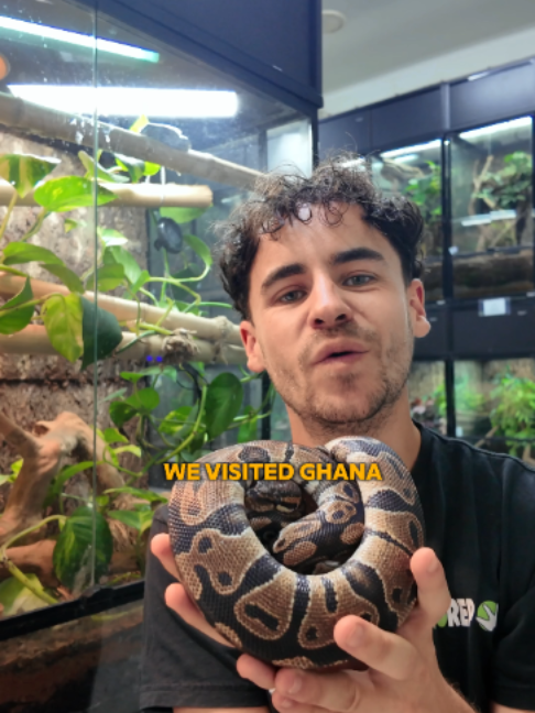 @prorep_reptile