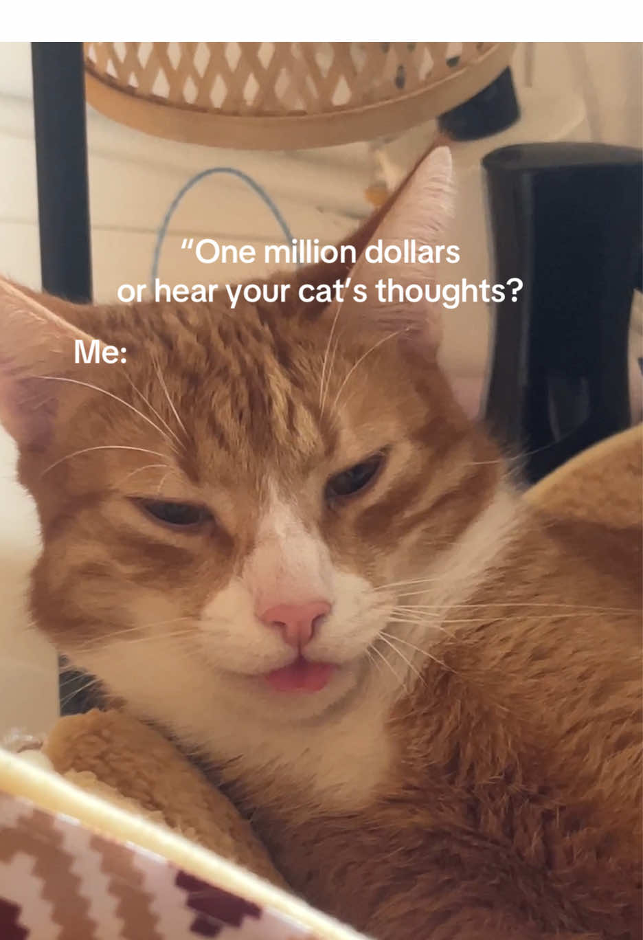 @Pumpkin diary
