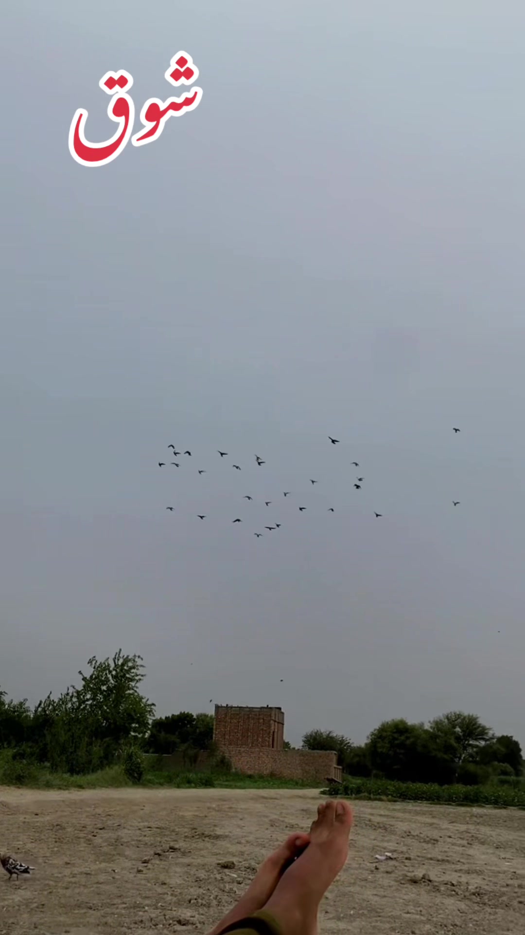 @꧁𓊈𒆜 کانجو محکمہ 𒆜𓊉꧂