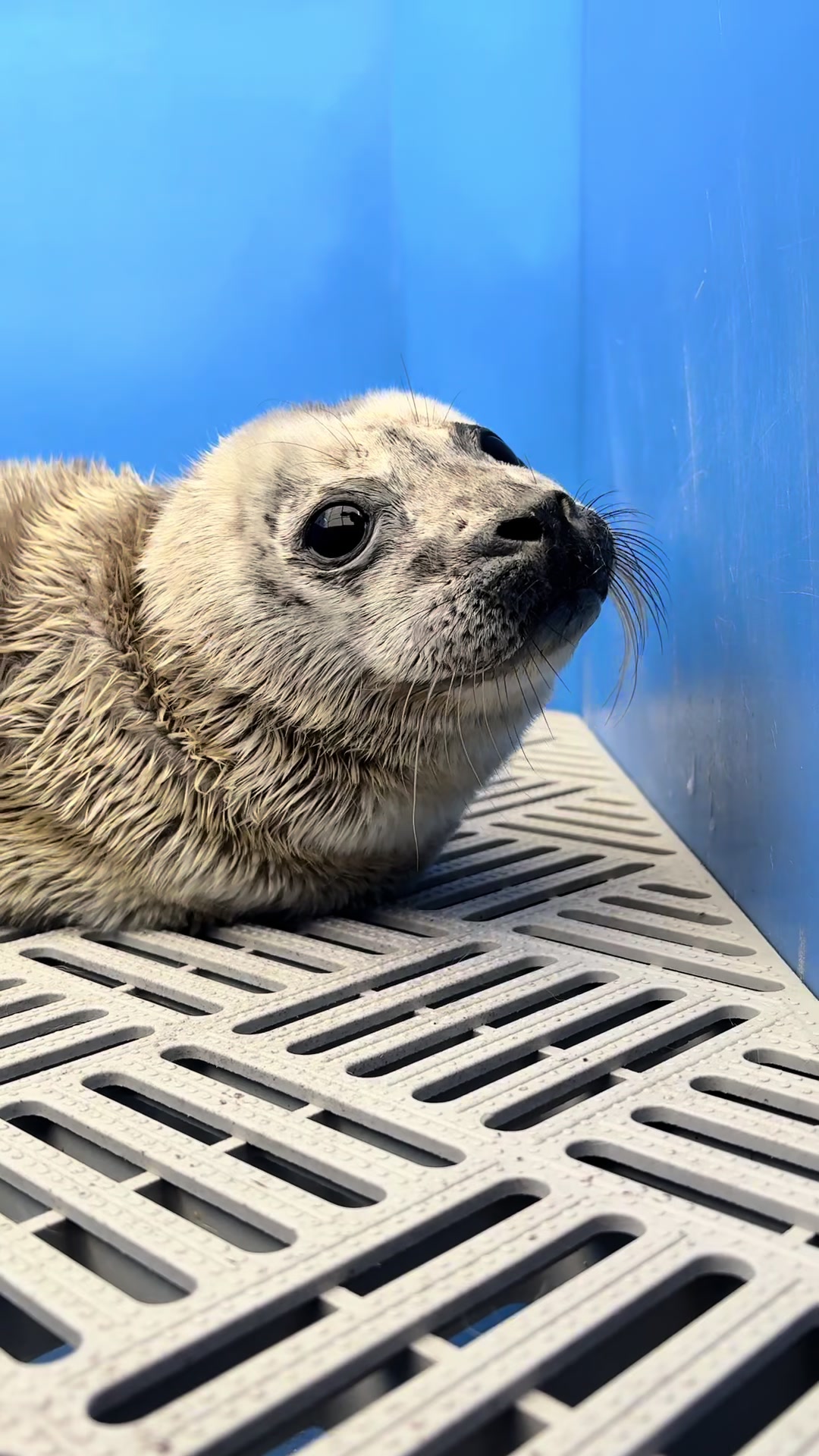 @Marine Mammal Rescue Society