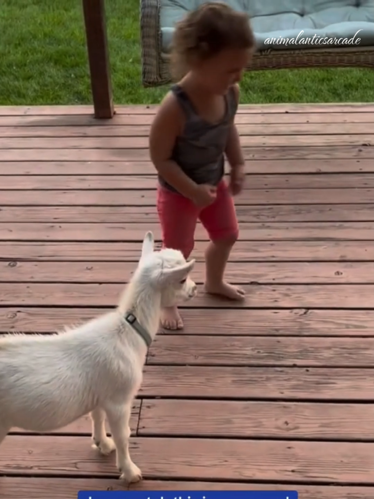 @AnimalAnticsArcade