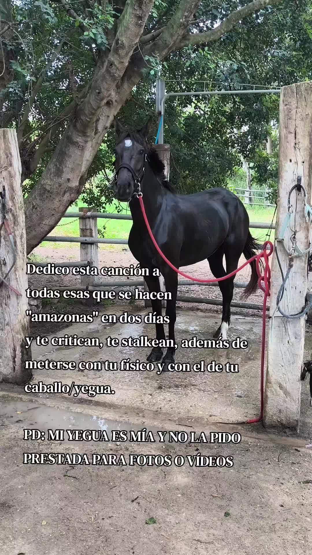 @LA CHICA DEL PONY🐴🌼