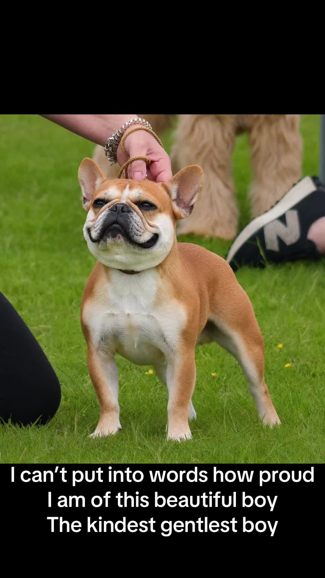 @perfectibull_uk