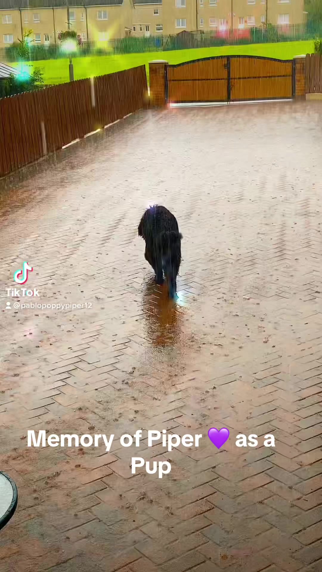 @Pablopoppypiperpoodle