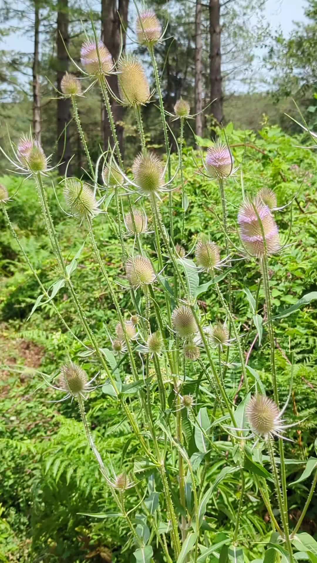 @𝔼𝕝𝕚𝕤𝕒🍀