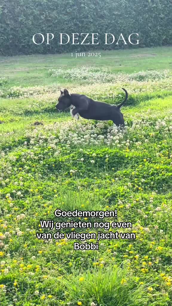 @bigdutchbullykennel