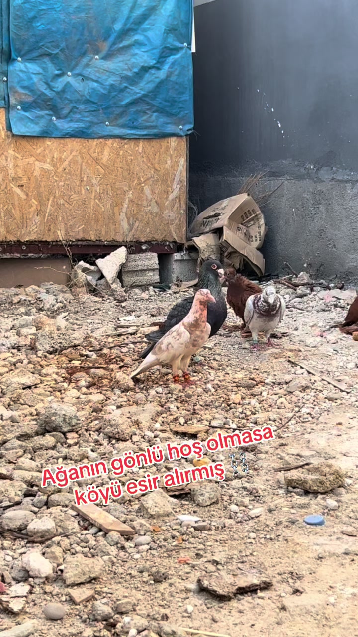 @başkoo♻️