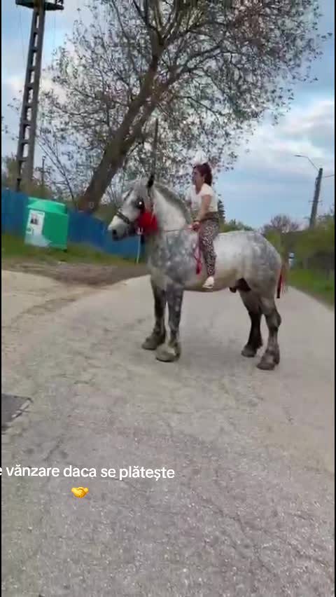 @👑alina🐎👑