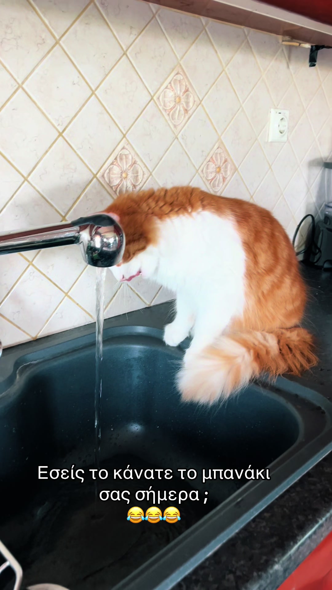 @Φανούρης ❤️🐈