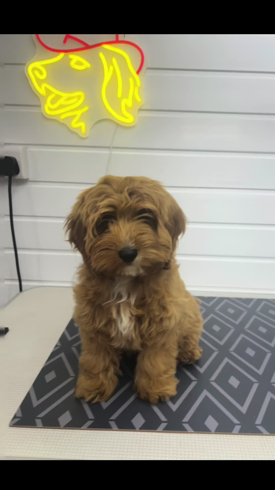 @Sion’s Dog Grooming 🐾