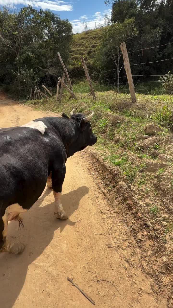 @MUNDO CAIPIRA MIRANDA