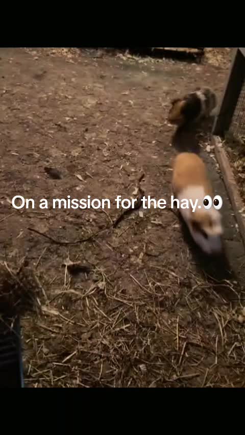 @Pawfectlypicked