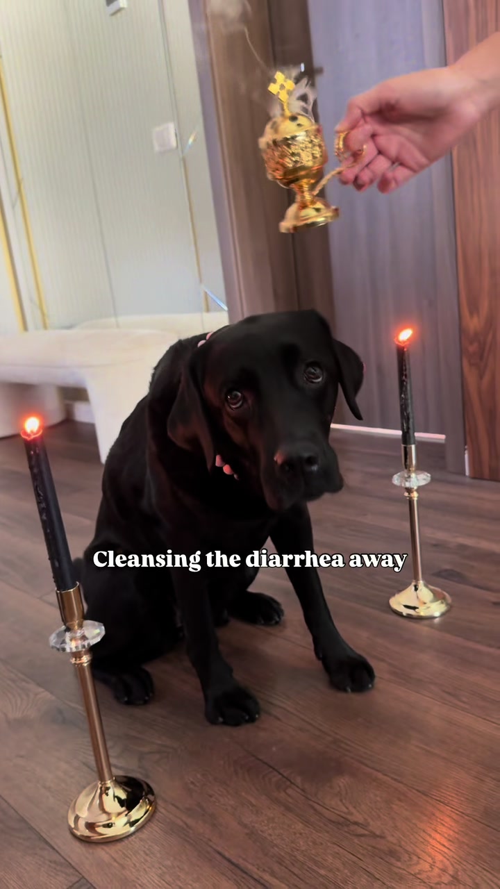 @lisatheblacklab