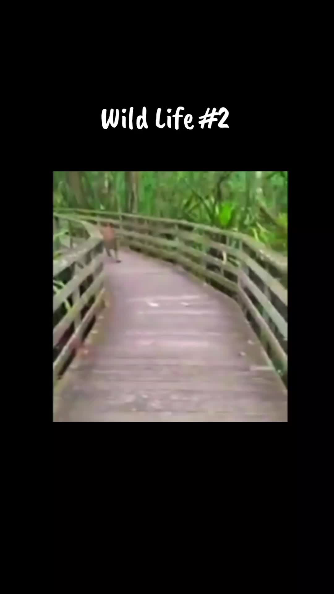 @WildLife2026