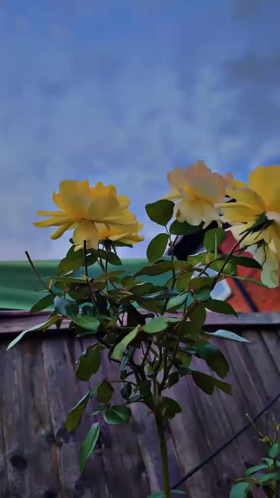 @amaan1949
