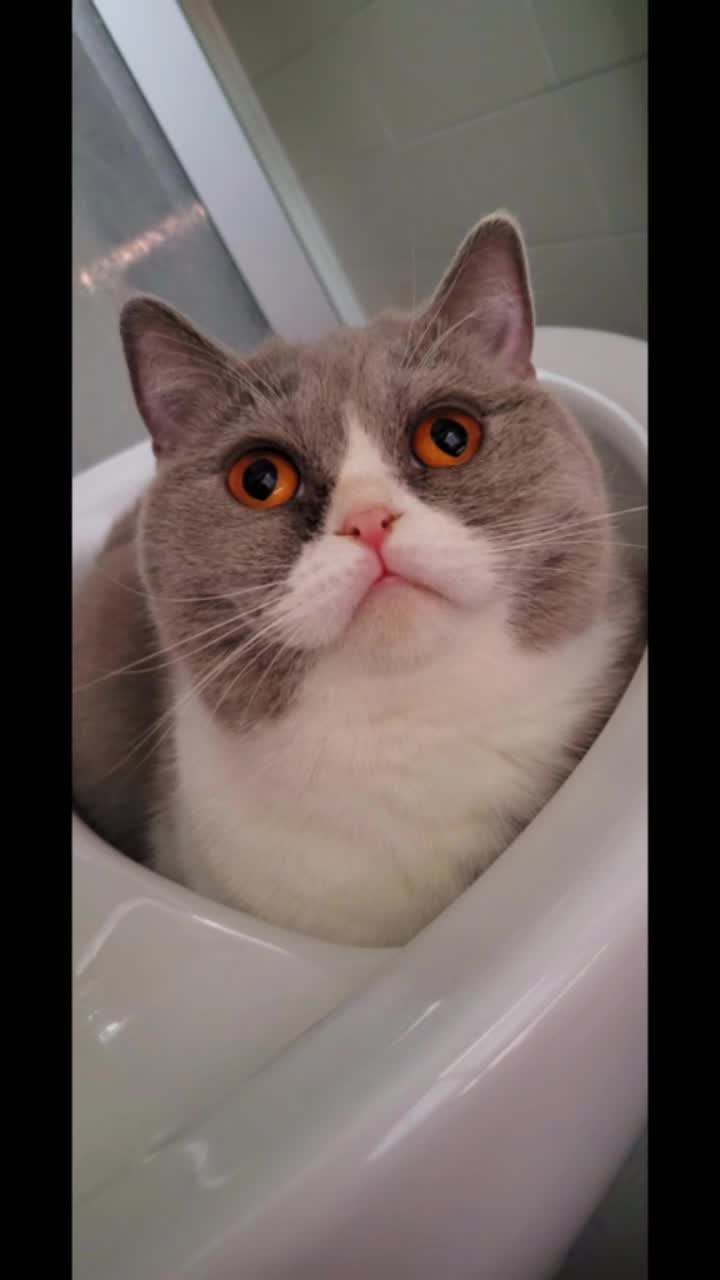 @KateOwl