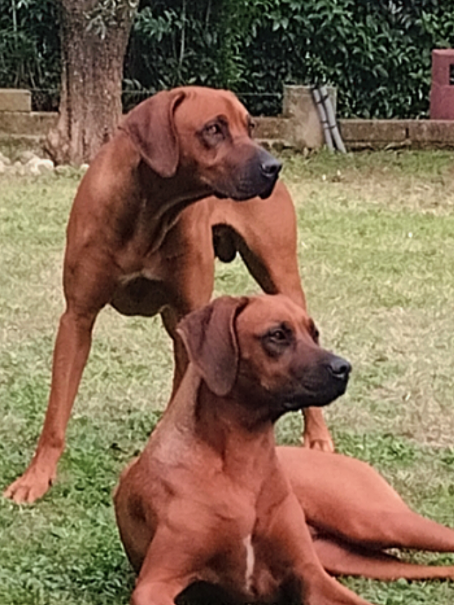 @Giotto gioielli 🐾❤️💍