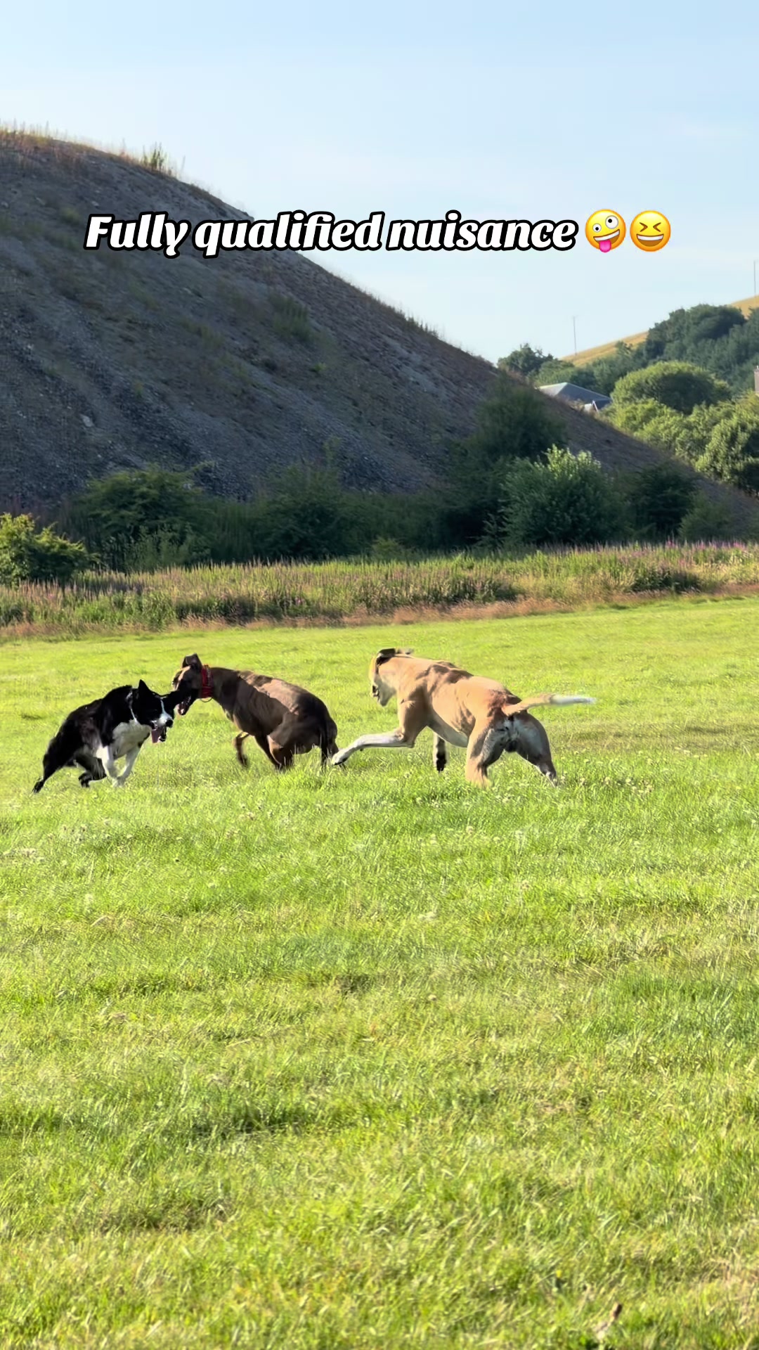@Danni🧸 | The Lurchers & Co.🐕