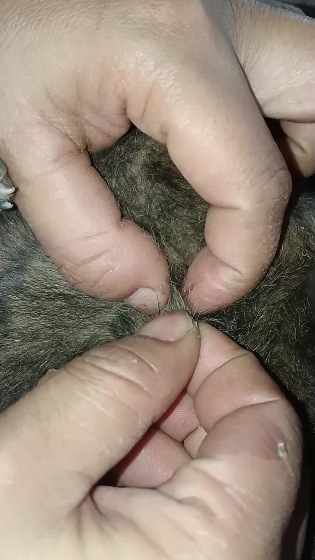 @LiceHack94