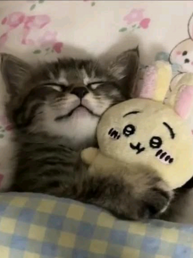 @ฅ^>⩊<^ฅ