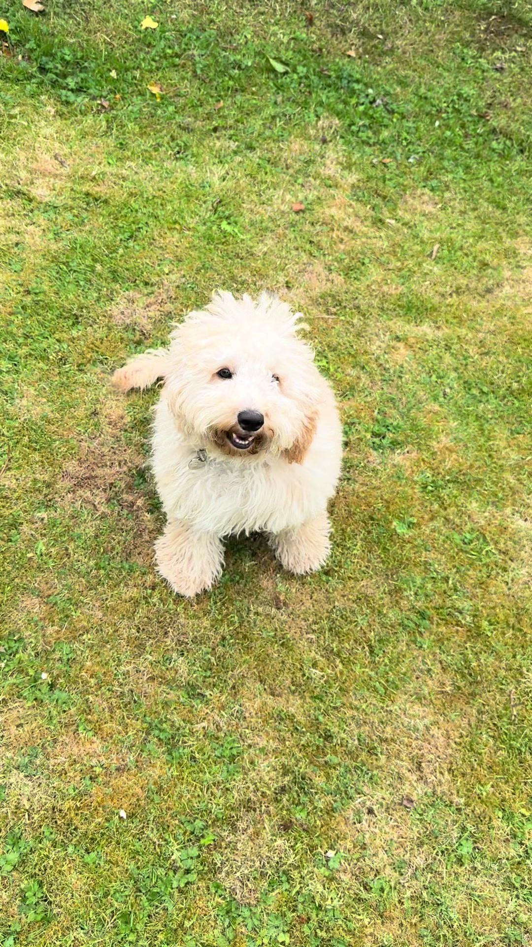 @Robyn’s Dog Walking Services