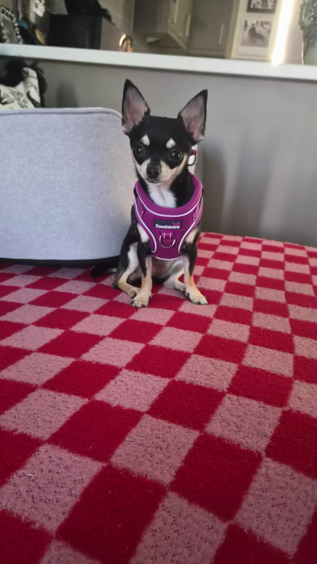@Suffolk Chihuahuas