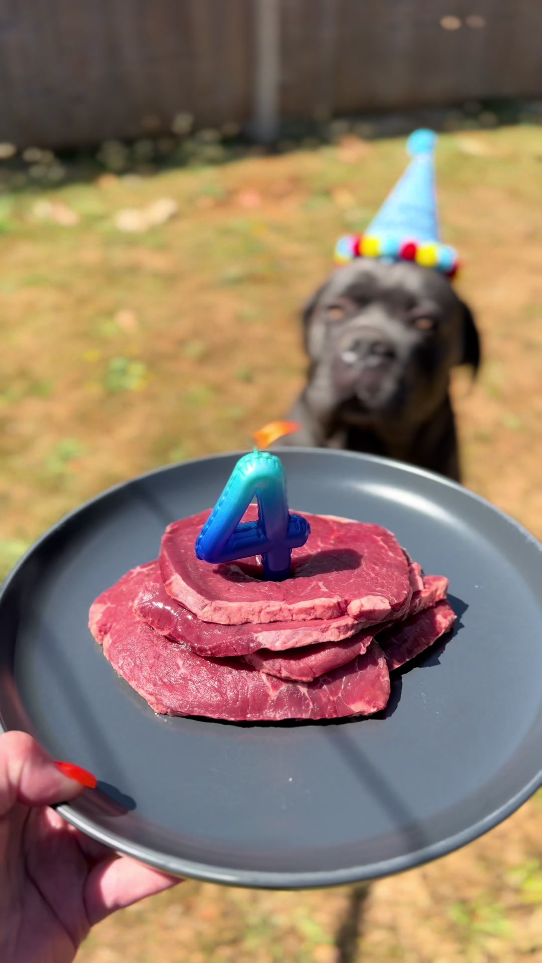 @murphy_the_cane_corso