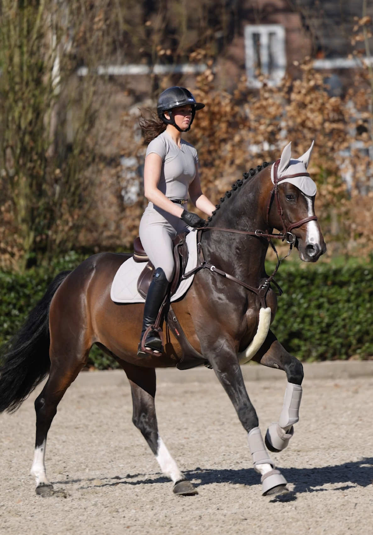 @Maximilian Equestrian