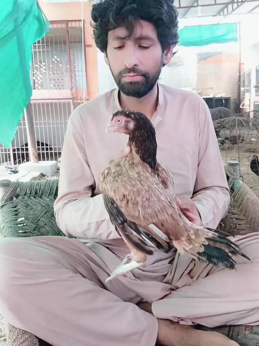 @Sajjad Aseel Farm