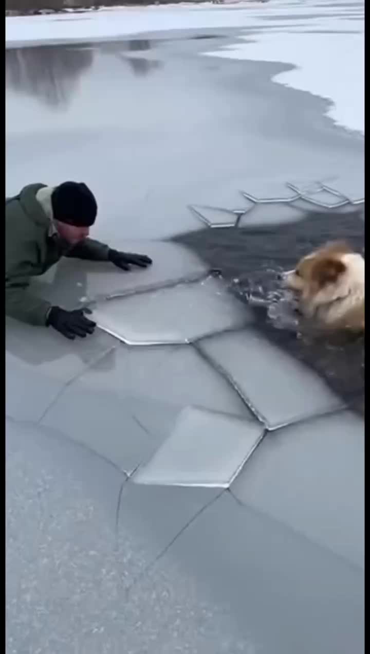 @animalslife2026
