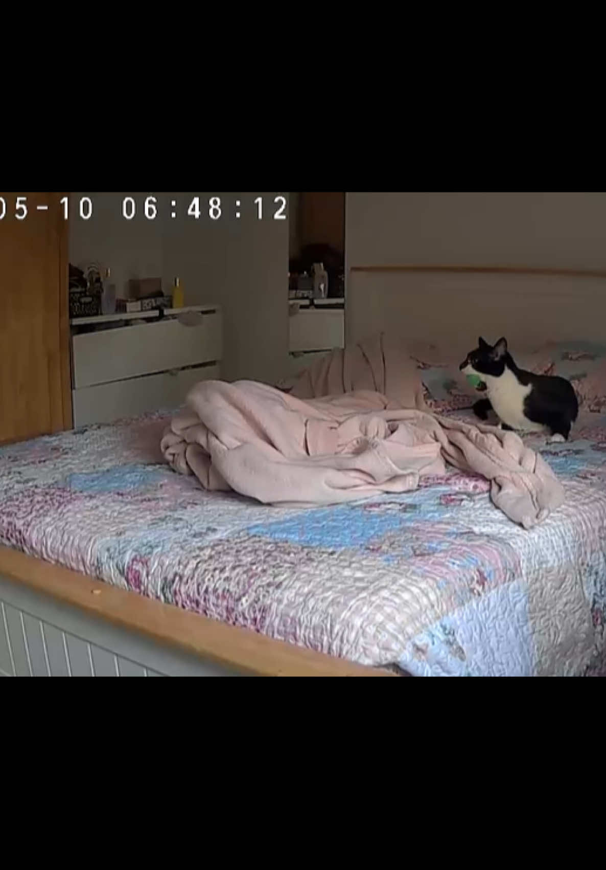 @Chibi.the.cat