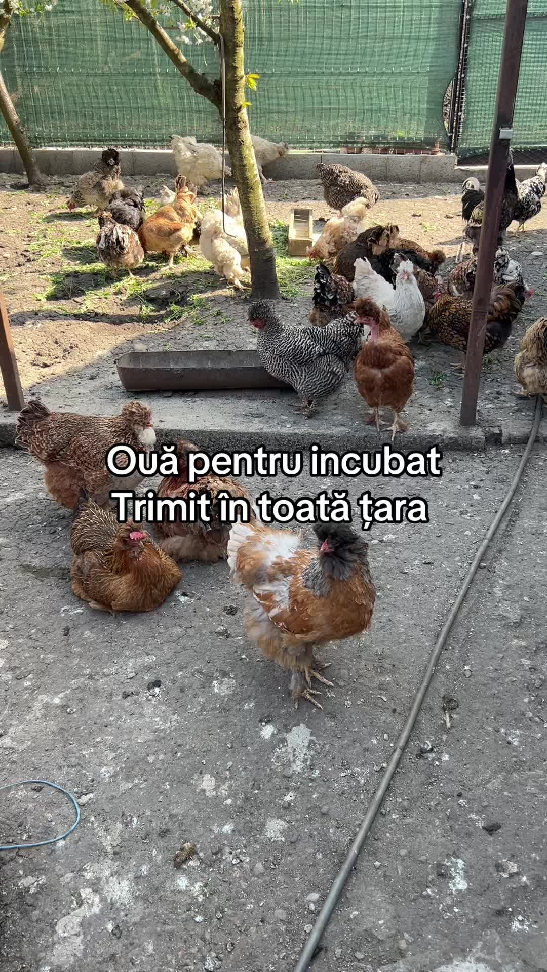 @Găini Moțate Românești