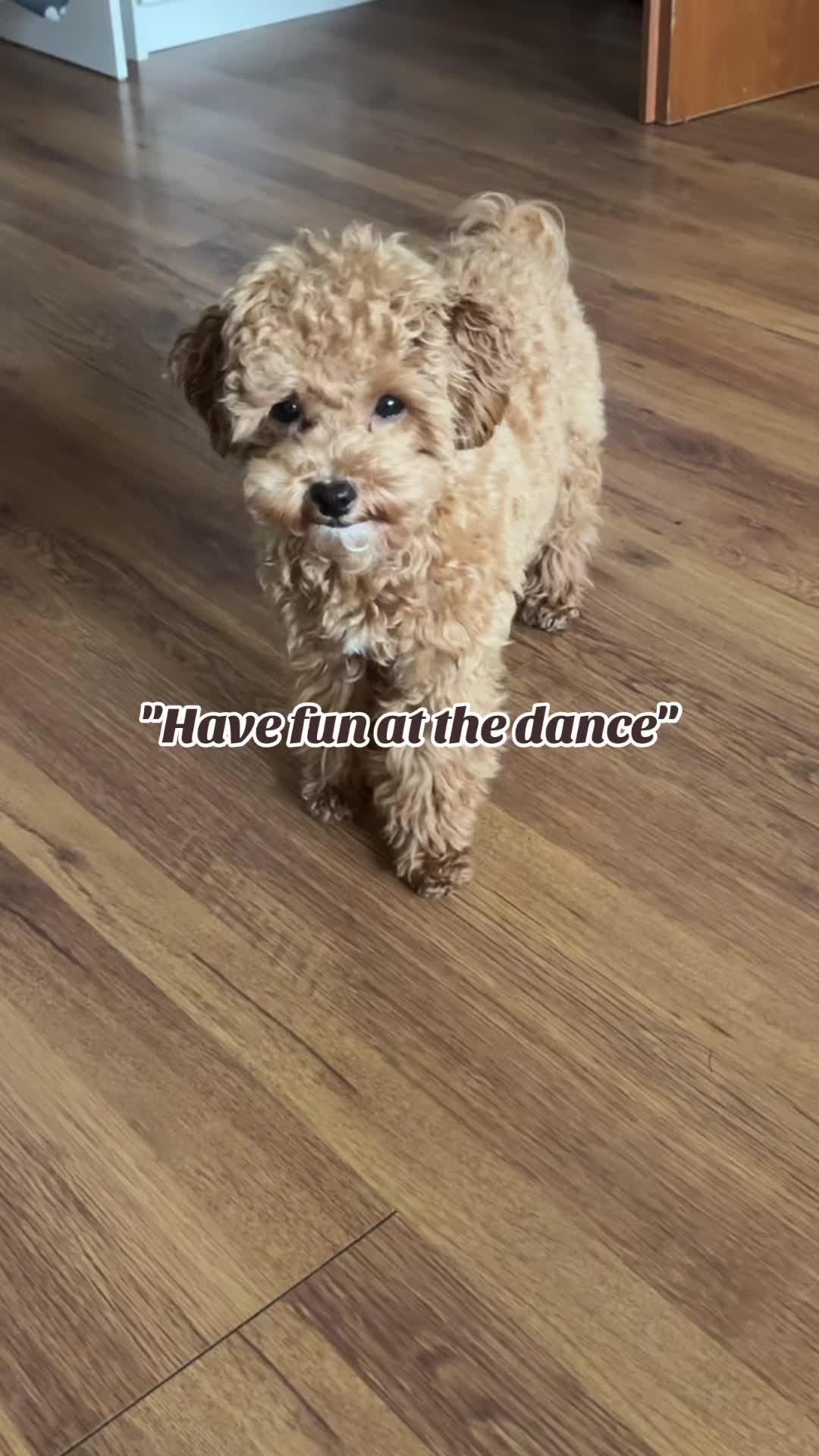 @Malibu Maltipoo 🎀