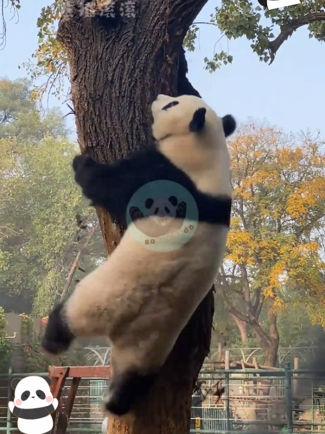 @Pandavibes