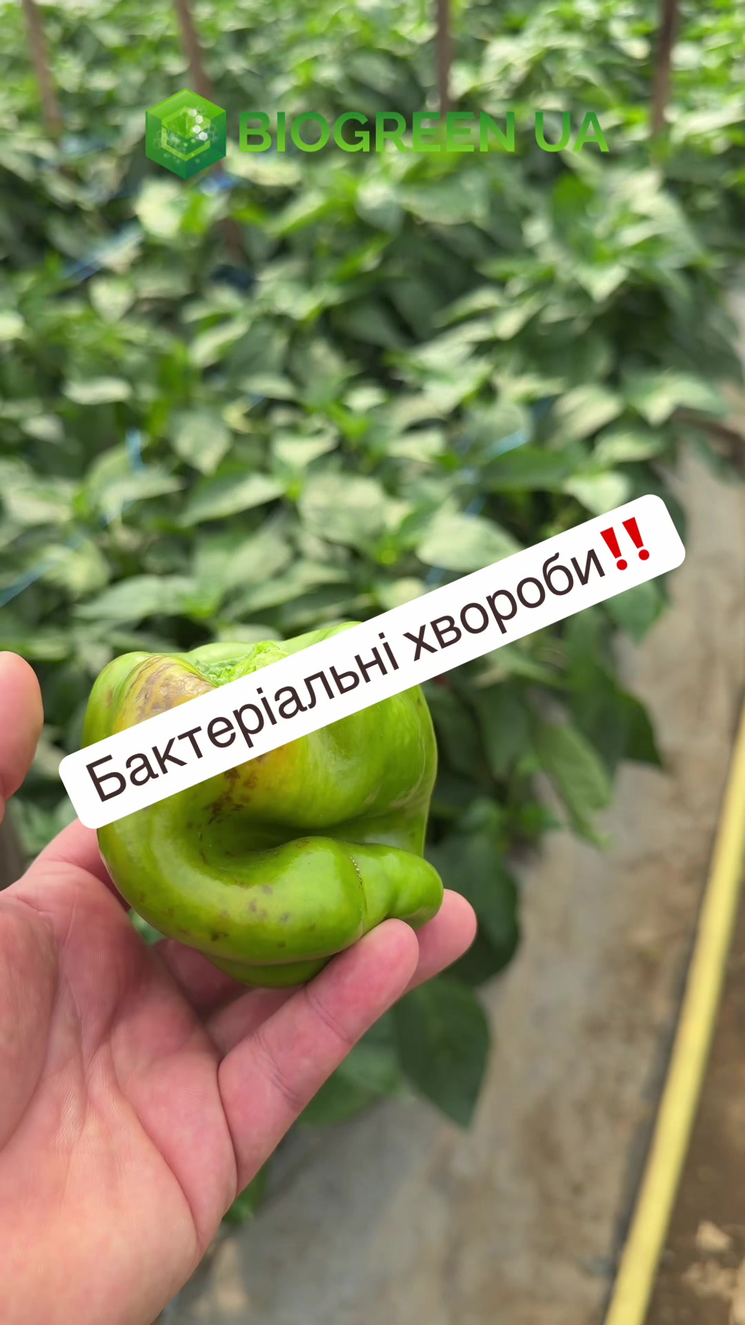 @Алергуш Валентин