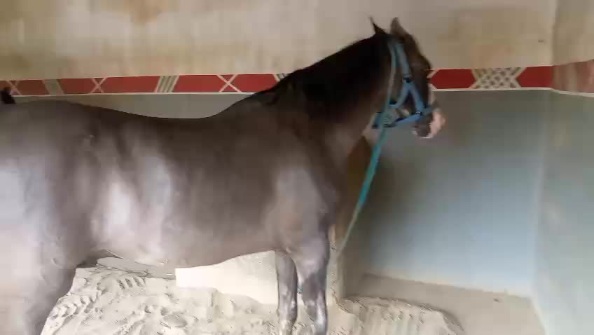 @Only Horse Video 🐴🐴