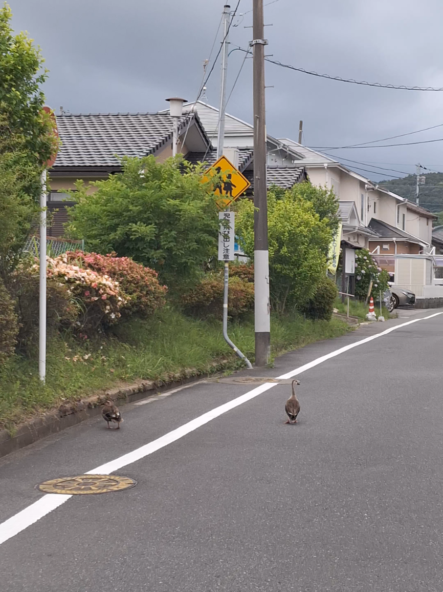@衝撃目撃ニキは見た