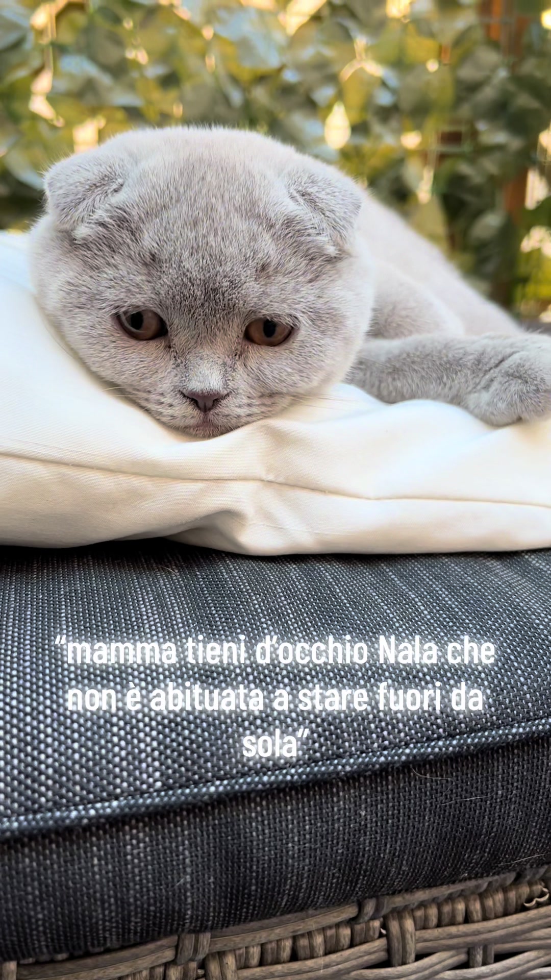 @Fausta Cioffi