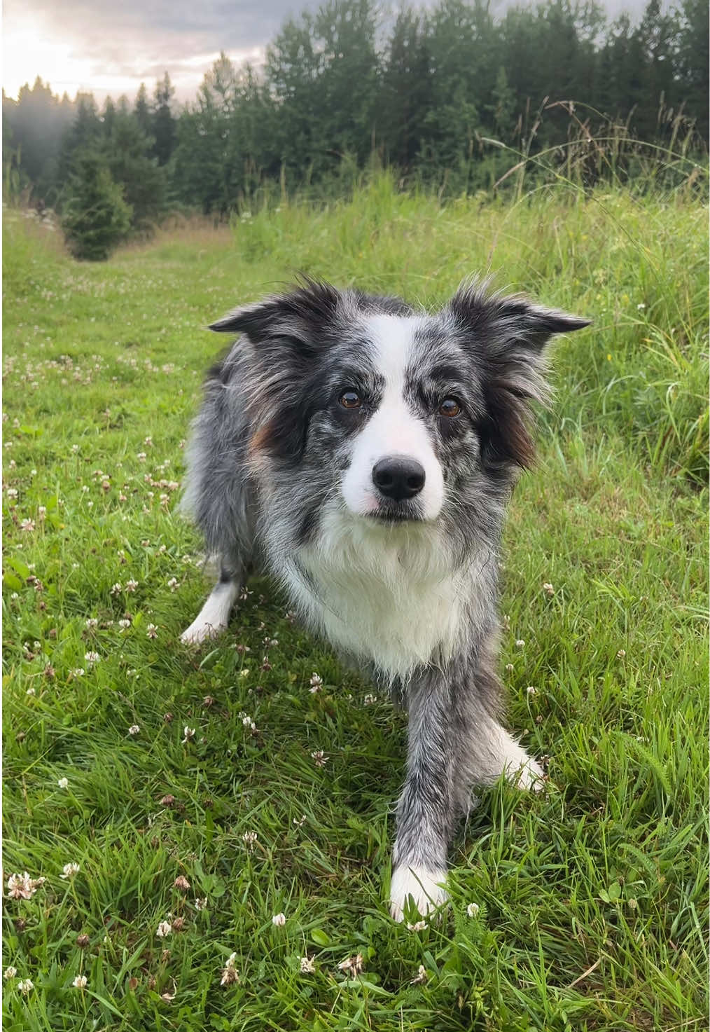 @bordercollieMuse