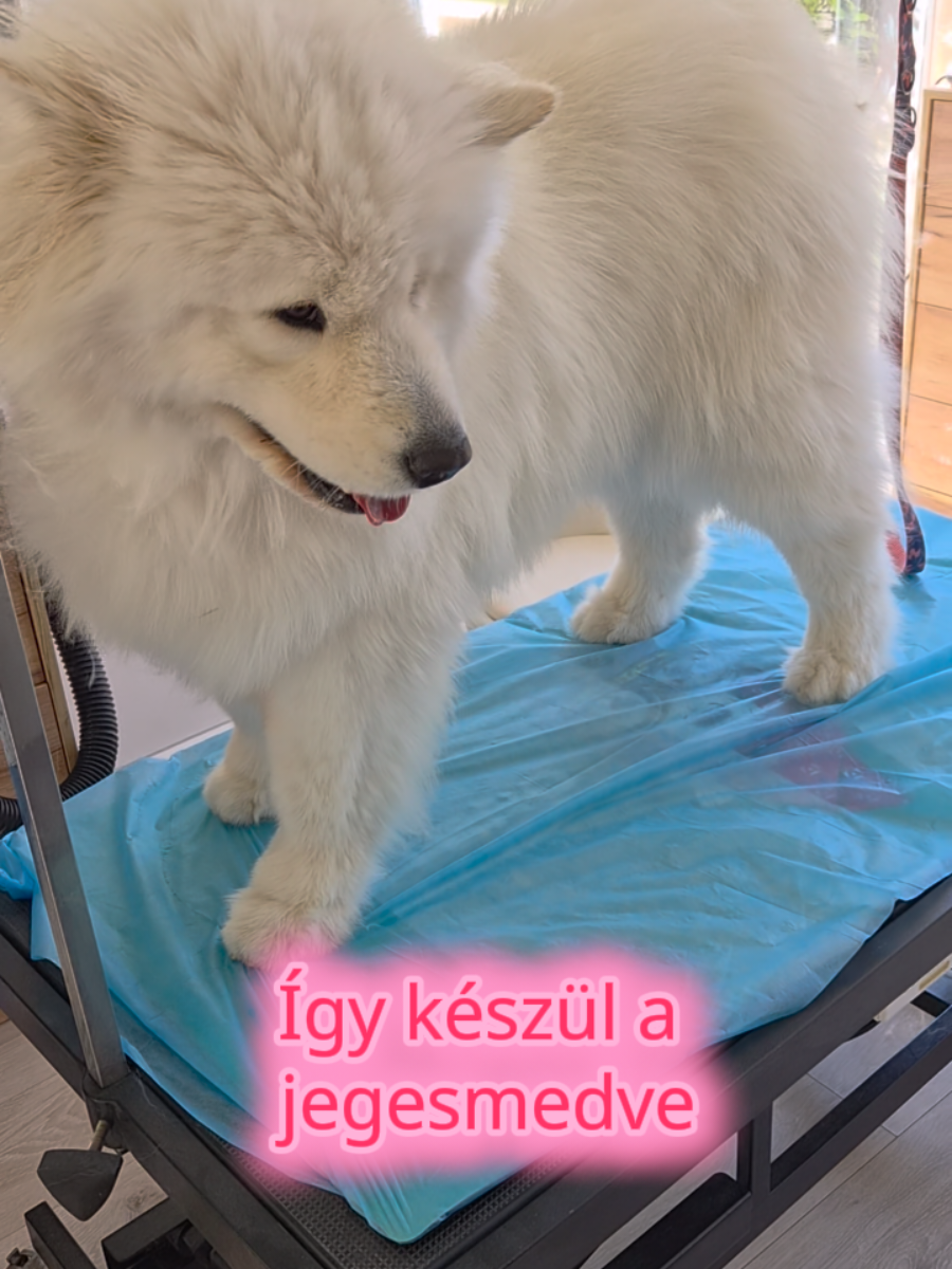 @Green Pet Grooming and more