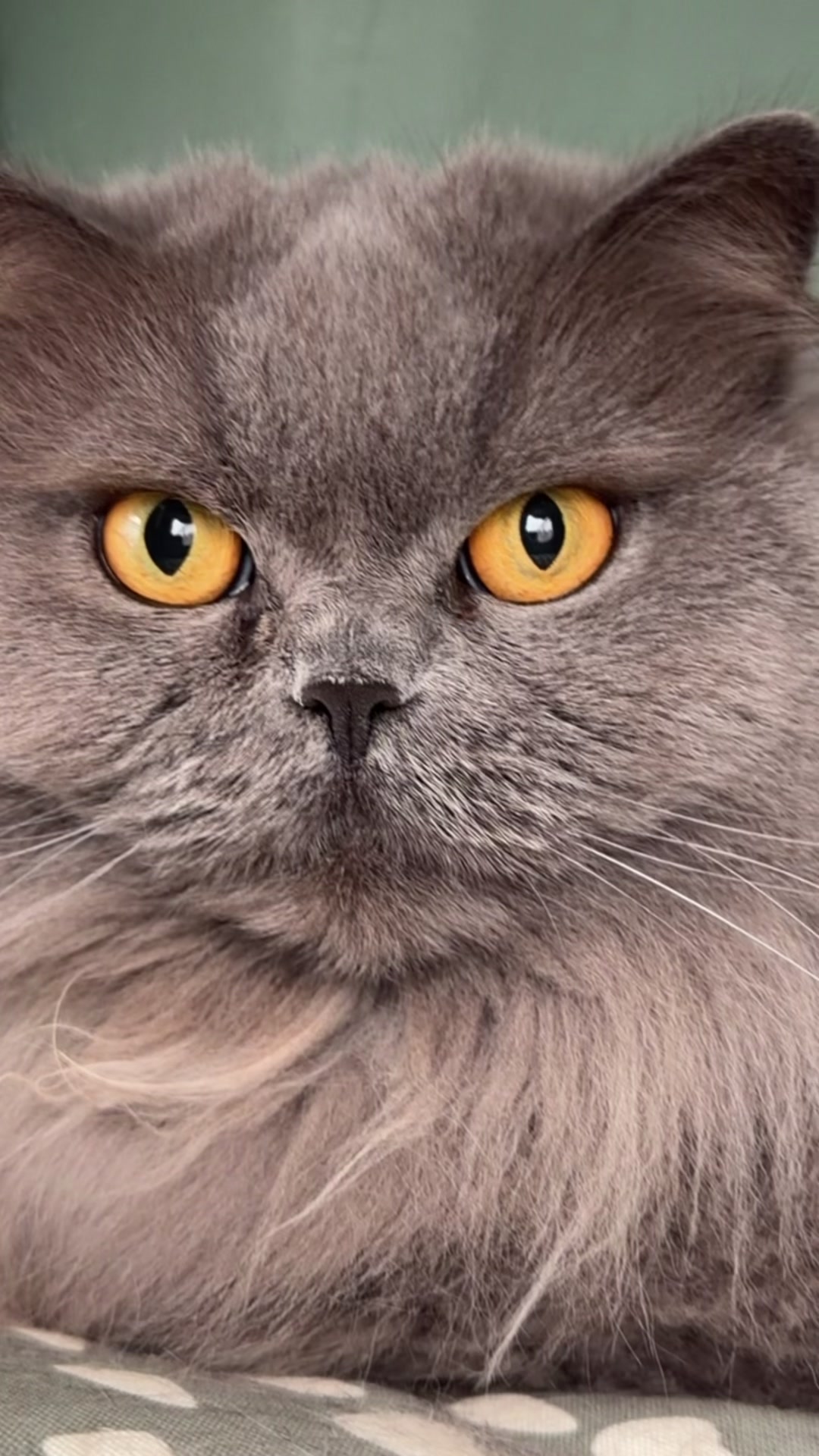 @Herongate Village Cattery